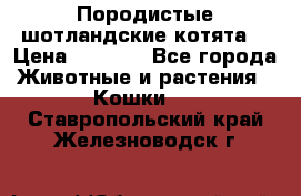 Породистые шотландские котята. › Цена ­ 5 000 - Все города Животные и растения » Кошки   . Ставропольский край,Железноводск г.